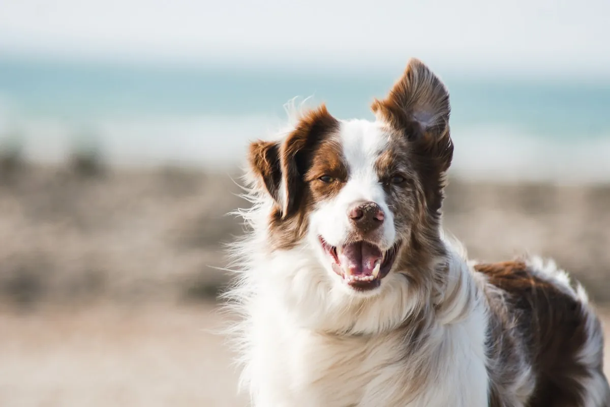 Hund am Ostsee-Strand